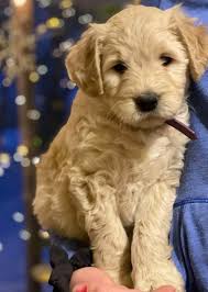 The puppy cut is a. Straight Hair Goldendoodle Guide We Love Doodles