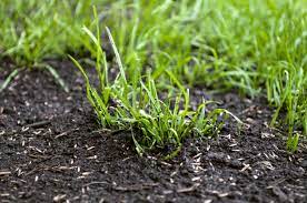 Quand semer son gazon ? Semer Du Gazon Quand Et Comment Les Astuces Pour Reussir