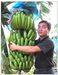 The extra long shelf life of the commercial bananas. Multi K Fertilizer For Growing Banana Trees Haifa Group