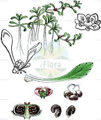 Image result for Elatinaceae