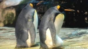 However, penguins live not only in antarctica. Berlin Same Sex Penguin Couple S Egg Fails To Hatch News Dw 06 09 2019