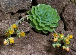 Image result for Xerophyta eylesii