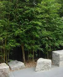 Imperial gardens landscape is australia's number 1 oriental garden design company. Landscape Design Melbourne Australia Renata Fairhall Garden Designs