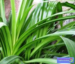 Caranya, tumbuk 10 lembar daun pandan sampai halus, lalu tambahkan sedikit air. Penjagaan Pandanus 314167 Info