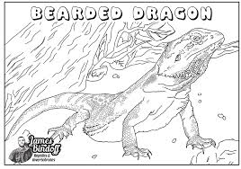 Drawing Bearded Dragon Coloring Page Novocom Top