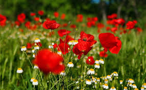 Check out this fantastic collection of flowers laptop wallpapers, with 66 flowers laptop background images for your desktop, phone or tablet. Flowers Desktop Backgrounds Flowers Wallpapers For Desktop Background 1920x1183 Wallpaper Teahub Io