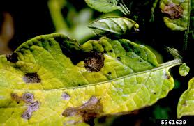 We did not find results for: Potato Blight Diseases Learn How To Identify Potato Blight