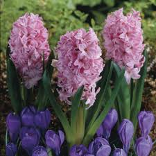 Hyacinth bulbs can remain in the ground throughout the year in most planting zones. Boston Bulbs Wholesale Fondant Hyacinth Bulbs