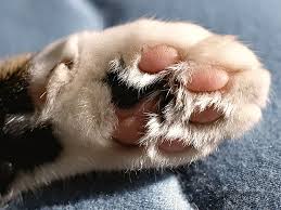 Kedi Tirmalamasinin Zararlari Ve Sonuclari Nedir