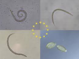 One of the intestinal parasites that severely affect cats is the coccidia parasite, which leads to the coccidiosis infection. Lungworms And Gastrointestinal Parasites Of Domestic Cats A European Perspective Sciencedirect