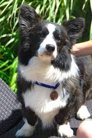 Fluffy Corgi Looks More Like A Borgi Corgi Border Collie Cross Or Fluffy Cardigan Corgi Corgi Mix Corgi Welsh Corgi