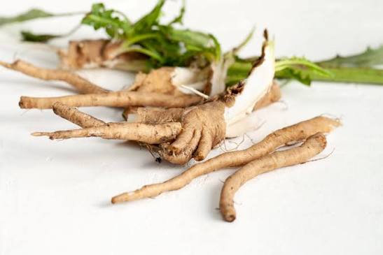 Unveiling the Digestive Delight: BENEO's Prebiotic Claims for Native Chicory  Root Inulin - Quadra