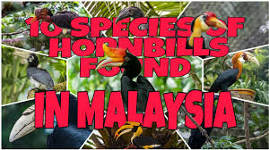 Jom kenali 15 jenis burung di malaysia wujud rupanya bidadari my zul ya birds of peninsular malaysia the bulbul s collection koleksi burung burung merbah burung liar di dataran tinggi malaysia ini tak takut manusia 10 Jenis Burung Enggang Yang Terdapat Di Malaysia 10 Species Of Hornbills Found In Malaysia Youtube