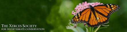 Project Milkweed Xerces Society Milkweed Seeds Xerces Society Milkweed