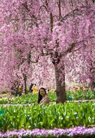 Early march to early april is generally a good rule of thumb. Cherry Blossoms In Australia Travel Photography Travel Photography Cherry Blossom Australia Places To Visit