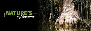Browse our wide selection of beautiful accent trees, flowering shrubs, & perennials. Nature S Reflections Florida S Cypress Trees Seco Energy