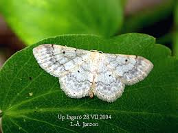 Image result for Idaea biselata
