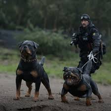 A gentle playmate and protector within the family circle, the rottie observes the. Mnotht Tier Statue Deutschland Rottweiler Hund Modell Spielzeug Lw001 Action Figure Zubehor Sammlungen Action Figure Model Toydog Model Aliexpress