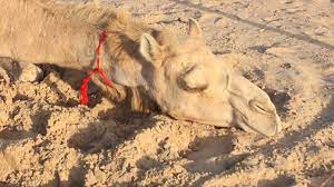 It is because it appears like a camel toe. Sleeping Camel At The Market In Dubai Youtube