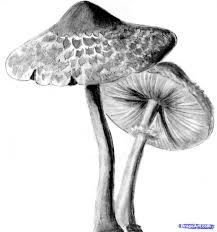 How To Draw Realistic Mushrooms Step By Step Realistic Drawing Technique Free Online Drawing Tutorial A Realistic Drawings Mushroom Drawing Guided Drawing