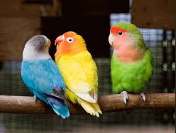 How much does an indian ringneck parrot cost? 10 Most Popular Pet Birds In India Legalities Price More Indian Pets