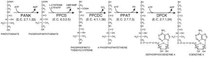 Maybe you would like to learn more about one of these? Complete Reconstitution Of The Human Coenzyme A Biosynthetic Pathway Via Comparative Genomics Journal Of Biological Chemistry