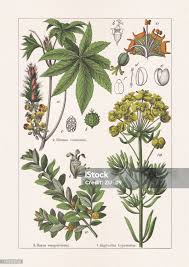Image result for Buxaceae