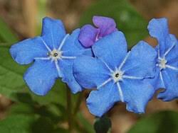 Image result for Omphalodes verna
