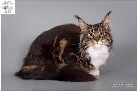 How Much Is A Maine Coon Cat In South Africa