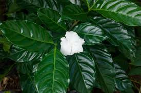 Image result for Tabernaemontana ventricosa