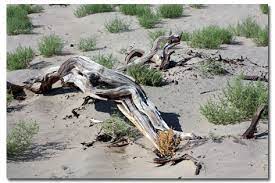 Death valley's landscape encompasses numerous ecosystems and destinations of interest, including salt and alkaline flats that stretch for miles, broad regions of sand dunes, winding ancient canyons. Surviving Heat Animals People Death Valley Desertusa