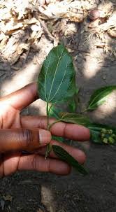 Image result for Morus mesozygia