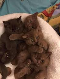Chocolates For Everyone Kittens Cutest Pretty Cats Cute Animals