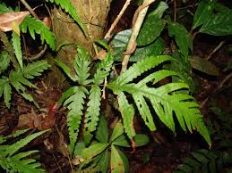 Image result for Tectaria fernandensis