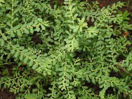 Image result for Phyllanthus maderaspatensis