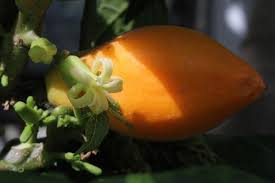 Image result for Vasconcellea pubescens