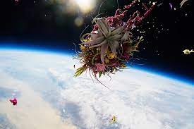 GALLERY EXOBIOTANICA