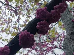 Maybe you would like to learn more about one of these? Tennessee Pink Flowering Redbud