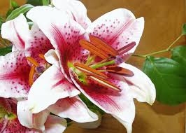 Find the perfect white flower with purple center stock photo. Lily White Purple Free Photo On Pixabay