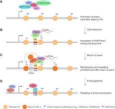 Looking for custom shipping containers? Histone Modifications And Their Regulatory Roles In Plant Development And Environmental Memory Sciencedirect