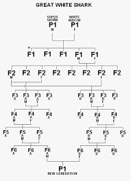 Breeding Chart Seed Strain Clones Michigan Medical