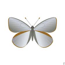 Argyrophorus Argenteus Mariposa Plateada Unica Mariposa Plateada Del Mundo Dorsal Butterfly Butterflies Sketch Insect Draw Schmetterling Instagram
