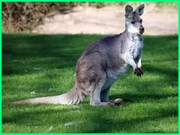 Jan 28, 2021 · karakteristik iklim, bentuk muka bumi, geologi, flora dan fauna &mldr; Mengenal 50 Jenis Flora Dan Fauna Khas Di Australia Ekor9 Com Ekor9 Com