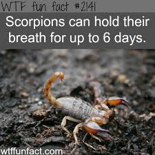 Scorpions Holding Their Breath Wtf Fun Facts Fun Facts Fun Facts About Animals