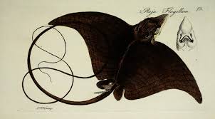Want to discover art related to eagle_ray? Longheaded Eagle Ray Wikipedia