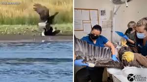 Bald Eagle Jackie