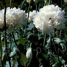 Image result for Papaver somniferum White Cloud