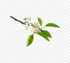Pin By Firas Rafea On Frutas Y Plantas Lemon Flowers Orange Blossom Flower Branch