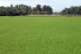 Sedikit video pemandangan sawah padi yang sedang tumbuh subur menunggu waktu untuk dituai. File Kehijauan Sawah Padi Jpg Wikipedia