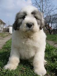 The romanian mioritic shepherd is a large breed of livestock guardian dog that originated in the carpathian mountains of romania. Rase De Caini Ciobanesc Mioritic Romanesc
